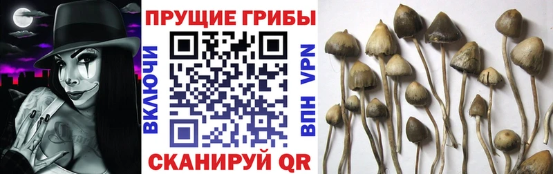 Псилоцибиновые грибы мухоморы Каргат